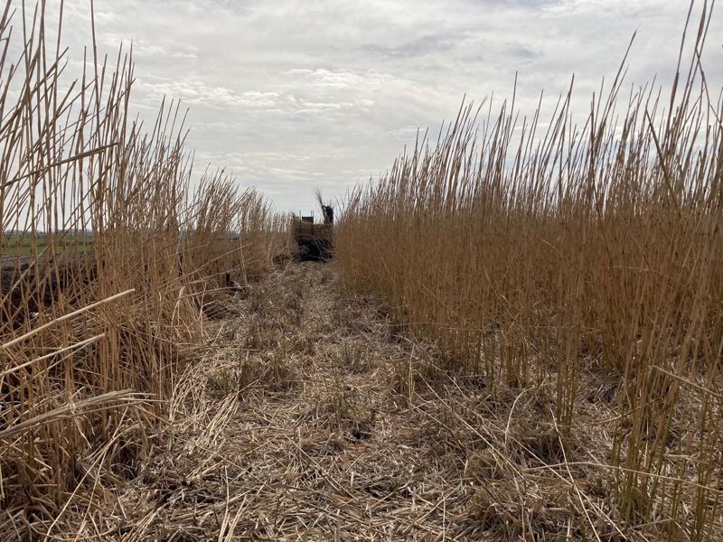 Oogst miscanthus