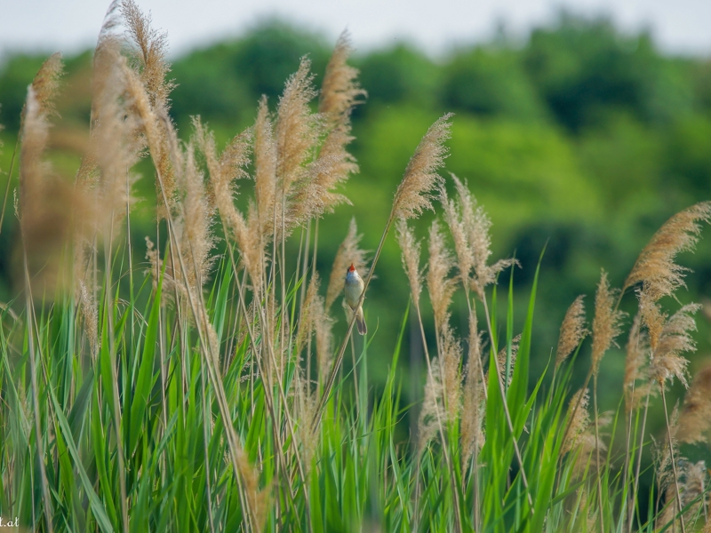 Miscanthus