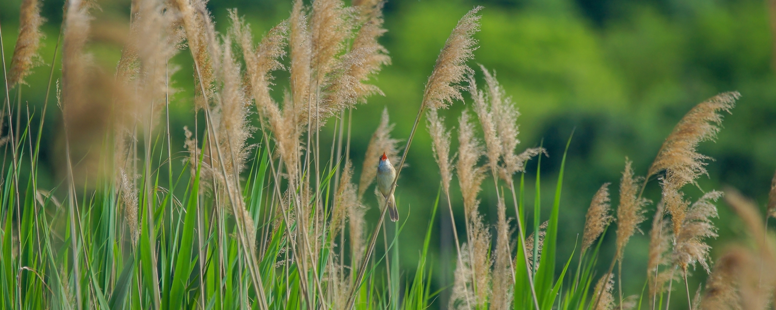 Closeup Shot Of Branches Of Common Reed And A Small Bird Sitting On One Of Them