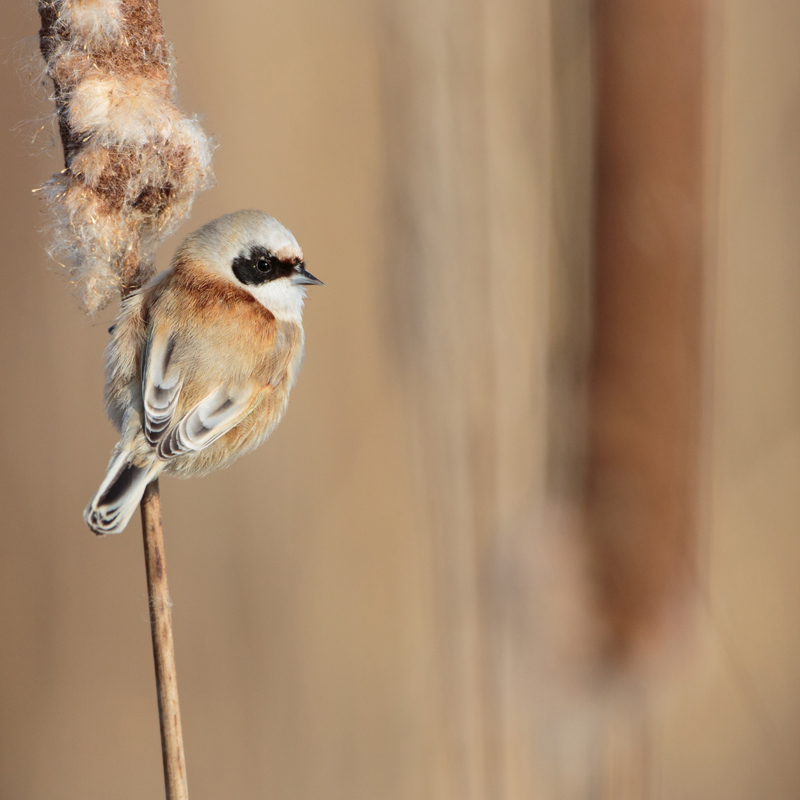 Vogel voor biodiversiteit