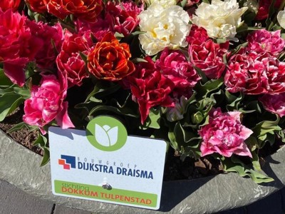 Dokkum tulpenstad geeft de binnenstad kleur