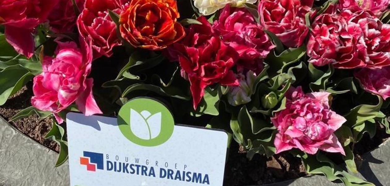 Dokkum tulpenstad geeft de binnenstad kleur