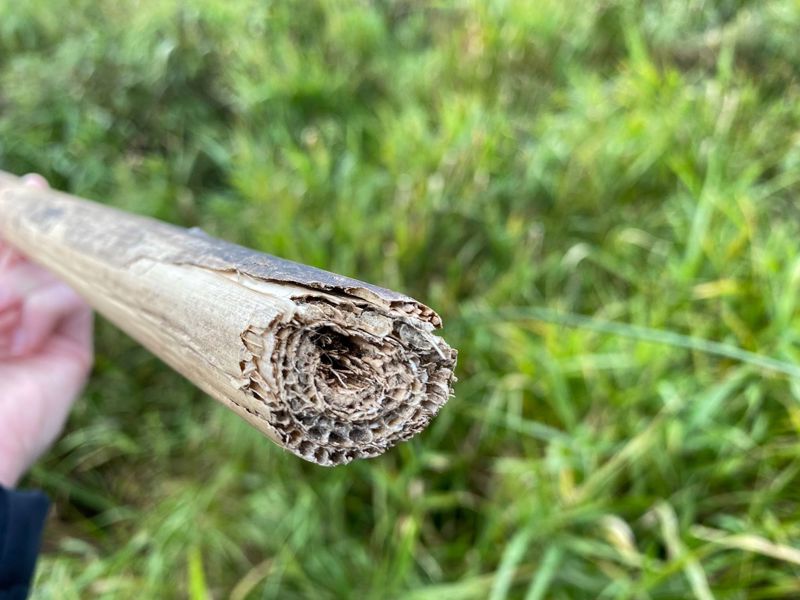 Lisdoddeplant met isolerende luchtkamers